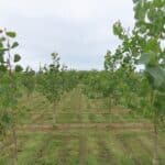 SRF Poplar, Aberystwyth, Aug 2025
