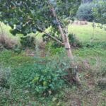 SRF Poplar, Auchncruive, Aug 2025