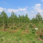 SRF Poplar, Boghall, Aug 2025