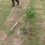 SRF Poplar Damage, Aberystwyth, Aug 2025