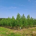 SRF Poplar North Wyke, Aug 2025