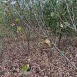 SRF Poplar leaf drop, Headley Hall, Aug 2025