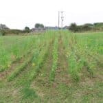 Sida, Aberystwyth, Aug 2025