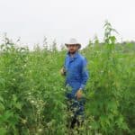 Sida, Auchincruive, Aug 2025