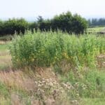 Sida, Boghall, Aug 2025