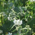 Sida Flowers, Boghall, Aug 2025