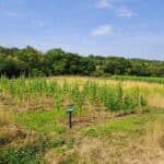 Sida, North Wyke, Aug 2025