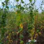 Sida Plants Senescing, Headley Hall, Aug 2025