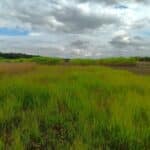 Switchgrass, Headley Hall, Aug 2025