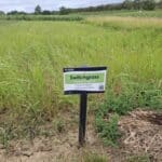 Switchgrass, Cockle Park Farm, Aug 2025