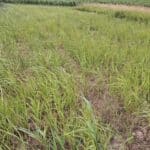 Switchgrass, Cockle Park Farm, Aug 2025