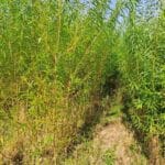 Willow Variety Trial, North Wyke, Aug 2025