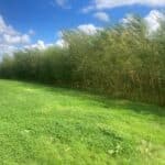 Willow, Hillsborough, Aug 2025