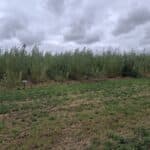 0.5ha SRC Willow, Cockle Park Farm, Aug 2025