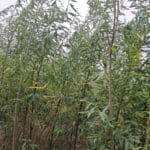 0.5ha SRC Willow, Cockle Park Farm, Aug 2025