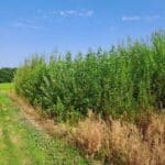 Willow Variety Trial, North Wyke, Aug 2025