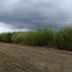 Willow Variety trial, Headley Hall, Aug 2025