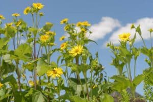 Cup plant (Silphium perfoliatum) on a classic blue sky