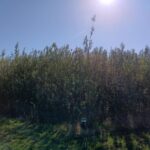 0.5ha Willow, Headley Hall, Sept. 2025