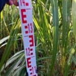 Miscanthus phenotyping, Auchincruive, October 202