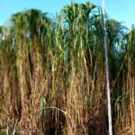 Miscanthus phenotyping, Auchincruive, October 202
