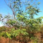 Black Locust, Auchincruive, October 2025