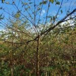 Black Locust, Auchincruive, October 2025