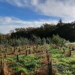 Eucalyptus, Auchincruive, October 2025