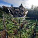 Spider webs on Eucalyptus, Auchincruive, October 2025