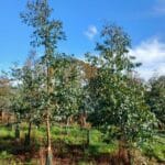 Eucalyptus, Auchincruive, October 2025