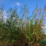 Willow, Auchincruive, Oct. 2025