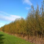 Willow, Auchincruive, Oct. 2025