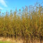 Willow, Auchincruive, Oct. 2025