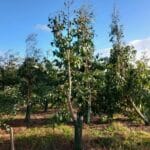 Eucalyptus, Boghall, October 2025