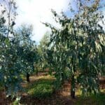 Eucalyptus, Boghall, October 2025