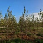 SRF Poplar, Boghall, October 2025