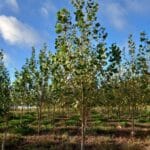 SRF Poplar, Boghall, October 2025