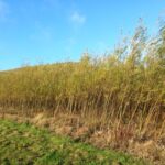 Willow, Boghall, Oct. 2025