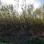 Willow variety trial, Boghall, Oct. 2025