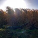 Miscanthus variety trial 2023, Boghall, October 2025
