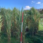 2023 Miscanthus Variety Trial, Hillsborough, Oct. 2025