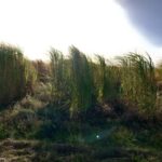 Miscanthus variety trial 2023, Boghall