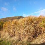 Miscanthus variety trial 2023, Boghall