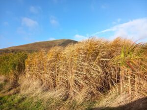 Miscanthus variety trial 2023, Boghall