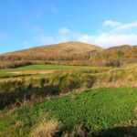 Miscanthus variety trial 2024, Boghall, October 2025