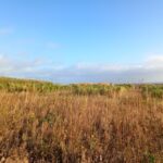 Sida plug plants, Boghall, Oct 2025