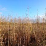 Sida Rhizomes, Boghall, Oct. 2025