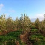 SRC Poplar, Boghall, October 2025