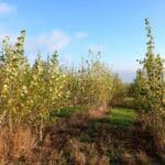SRC Poplar, Boghall, October 2025