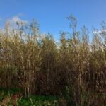 Willow, Boghall, Oct. 2025